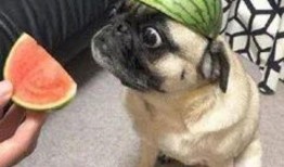 吃瓜网红事情是真是假,真相还是炒作？揭秘网络舆论背后的真相